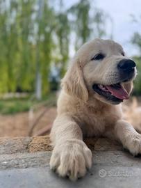 Cuccioli Golden retriever inglesi
