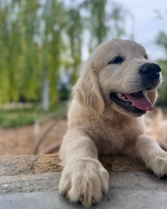 Cuccioli Golden retriever inglesi