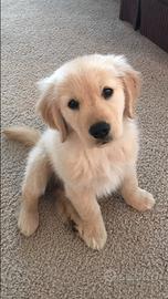 Due cucciole di labrador femmina