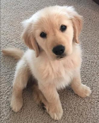 Due cucciole di labrador femmina