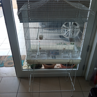 Canarini Rosso Mosaico