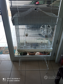 Canarini Rosso Mosaico