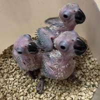 Pulli conuro Jandaya