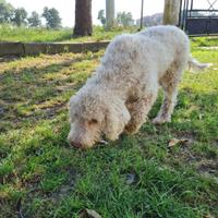 Lagotto romagnolo