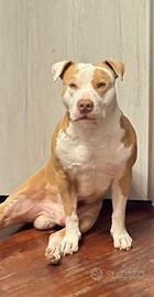 Stallone Pitbull red nose