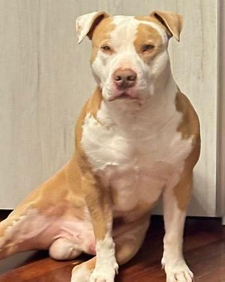 Stallone Pitbull red nose