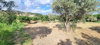 TER. AGRICOLO A BORGIA