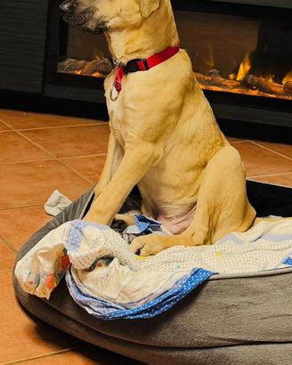 Labrador mix .5messi