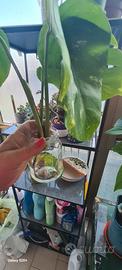 monstera variegata 