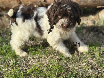 Lagotto romagnolo