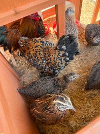 Quaglie giovani di 2 mesi