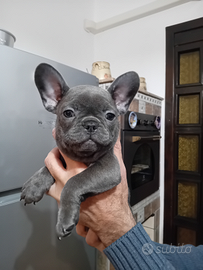 Bulldog francese esotico