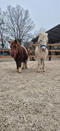 Pony