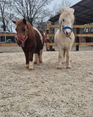 Pony