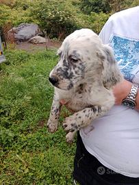 Ultimo cucciolo maschio figlio di Setter Inglese