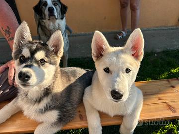 Cuccioli di husky