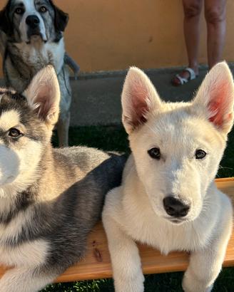 Cuccioli di husky
