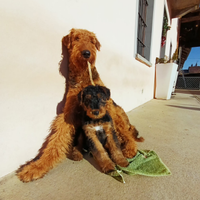 Cuccioli AIREDALE TERRIER con Pedigree