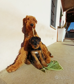 Cuccioli AIREDALE TERRIER con Pedigree