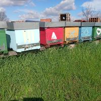 Famiglia di api con arnia cubica