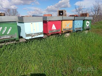 Famiglia di api con arnia cubica