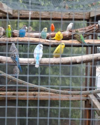 Cocoriti coppie