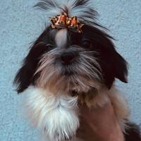 Cuccioli Shih tzu con pedigree