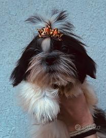 Cuccioli Shih tzu con pedigree
