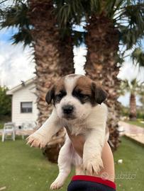 Cuccioli incrocio maltese e jack russell