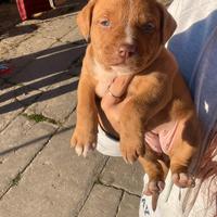 Cuccioli pitbull