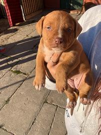 Cuccioli pitbull