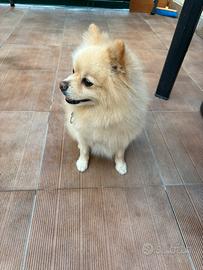 Volpino Pomerania
