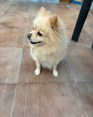 Volpino Pomerania