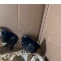 Pulcini di Ayam Cemani