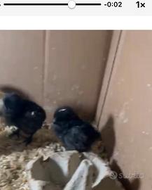 Pulcini di Ayam Cemani