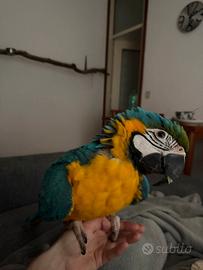 Ara Ararauna di 8 mesi