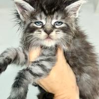 Cuccioli di Maine Coon