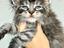 Immagine 1