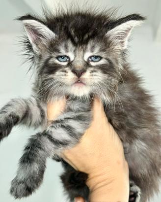 Cuccioli di Maine Coon
