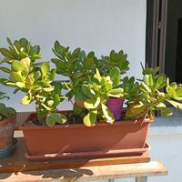 Vaso con aloe/crassula 