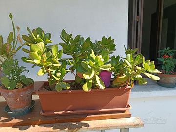 Vaso con aloe/crassula 