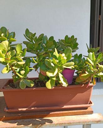 Vaso con aloe/crassula 