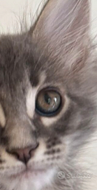 Cuccioli maine coon