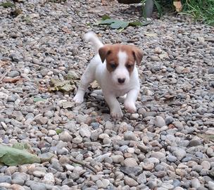 Cuccioli Jack russell terrier pedigree