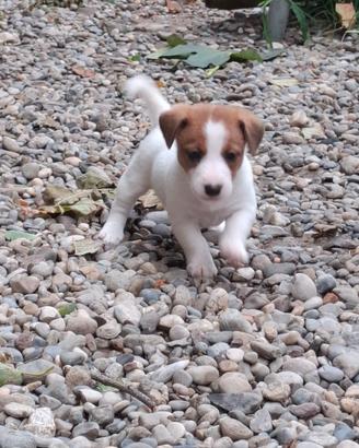 Cuccioli Jack russell terrier pedigree