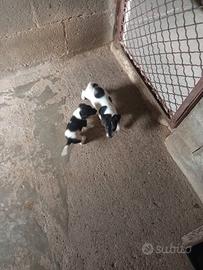 Cuccioli Jack Russell