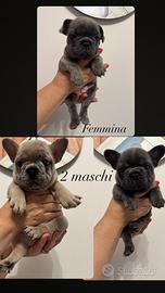 Bouledogue FRANCESE
