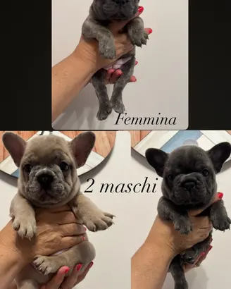 Bouledogue FRANCESE