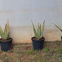Piante di Aloe in vaso