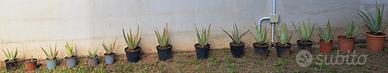 Piante di Aloe in vaso